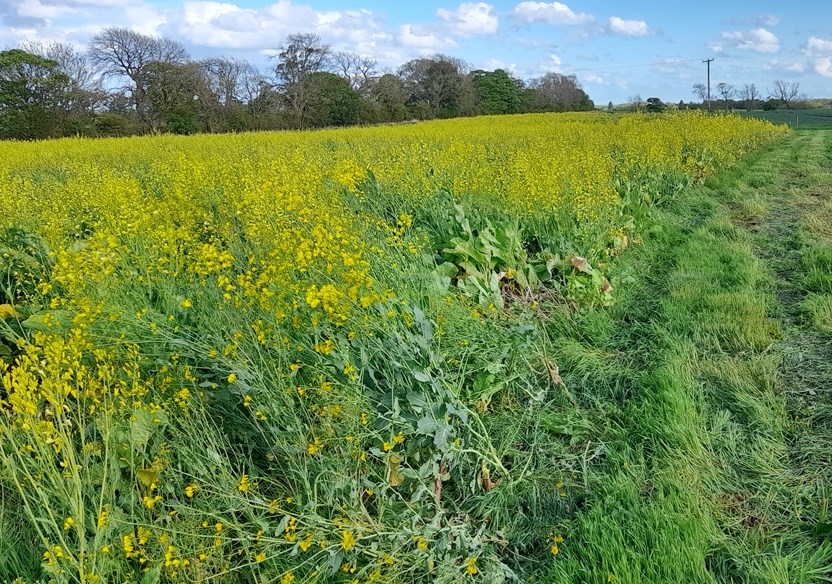 Mixed cover crops improve soil fertility for the next crop